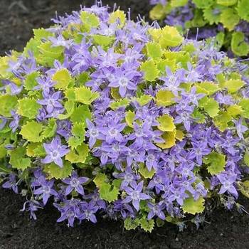 Колокольчик Campanula garganica 'Dickson's Gold'